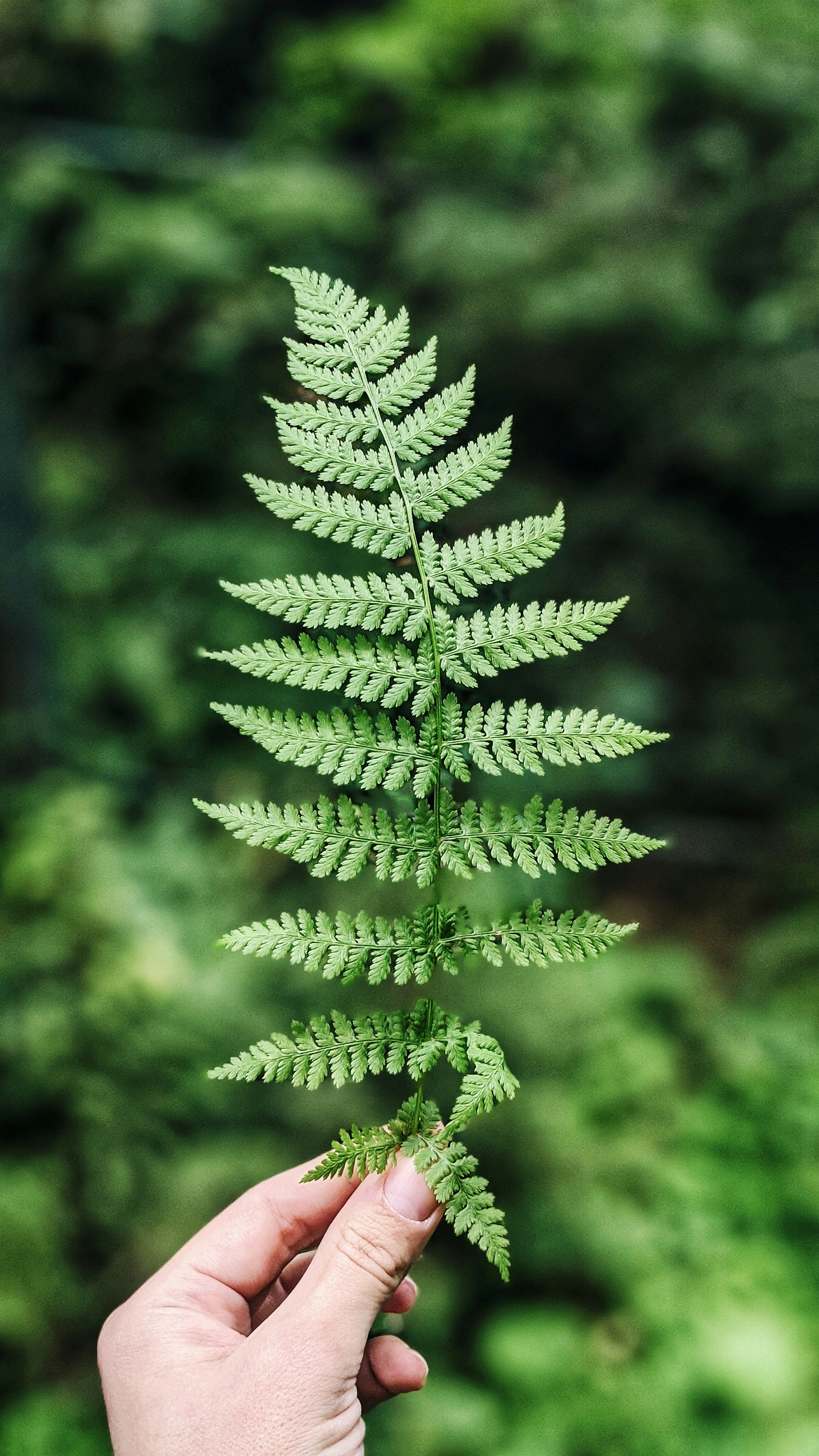 Hand holding a green fern frond in woodland.