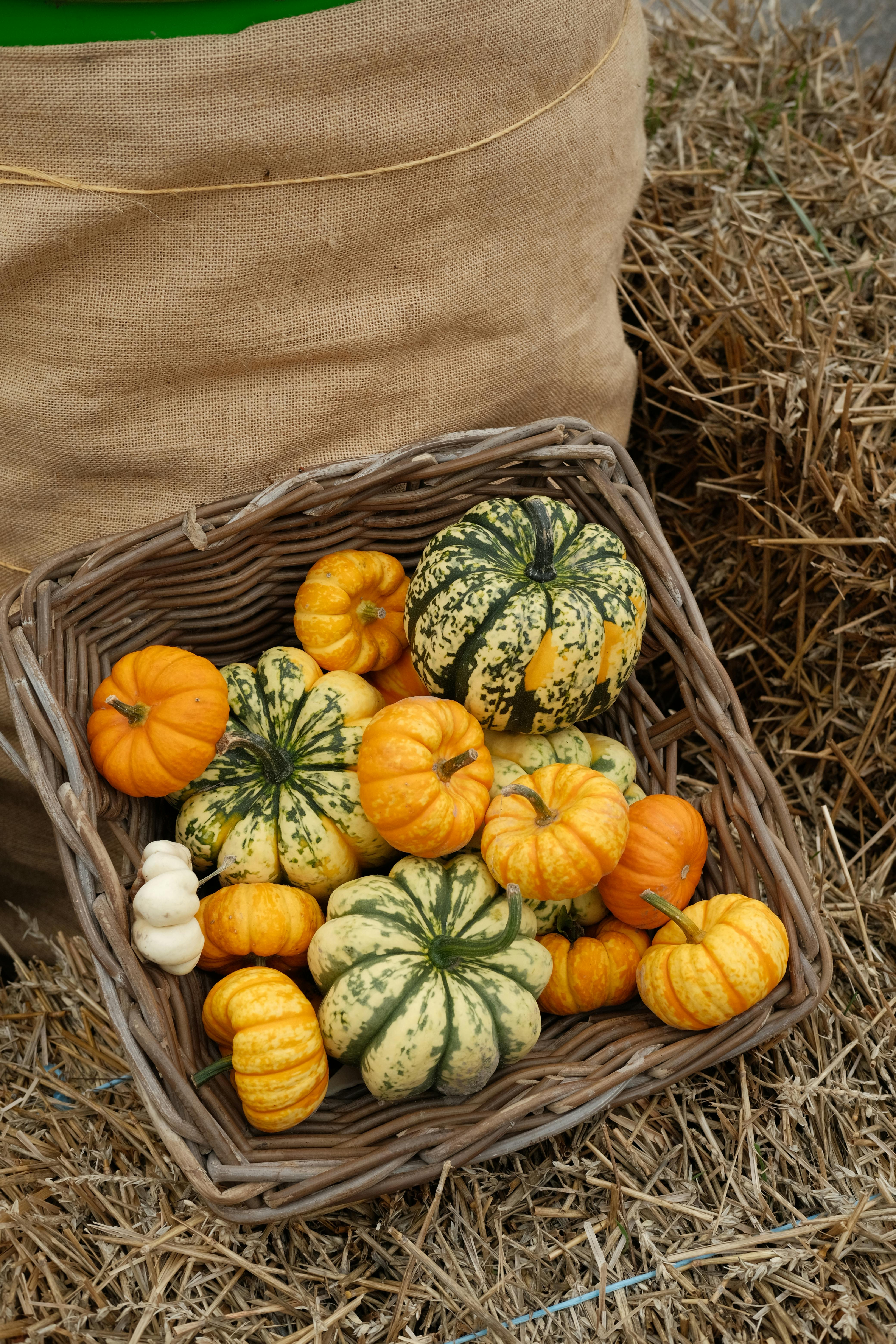 Basket of gourds and squash.