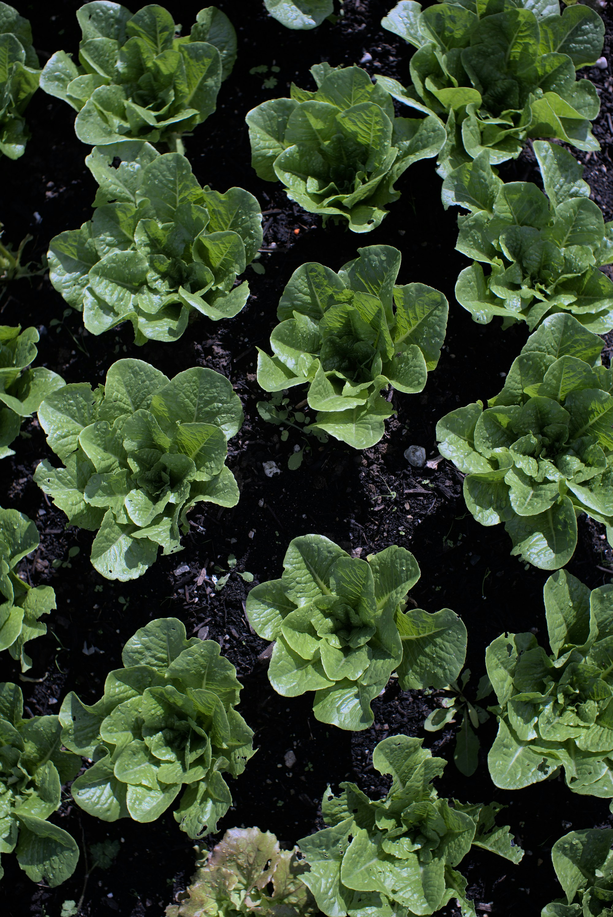 Rows of young lettuce.