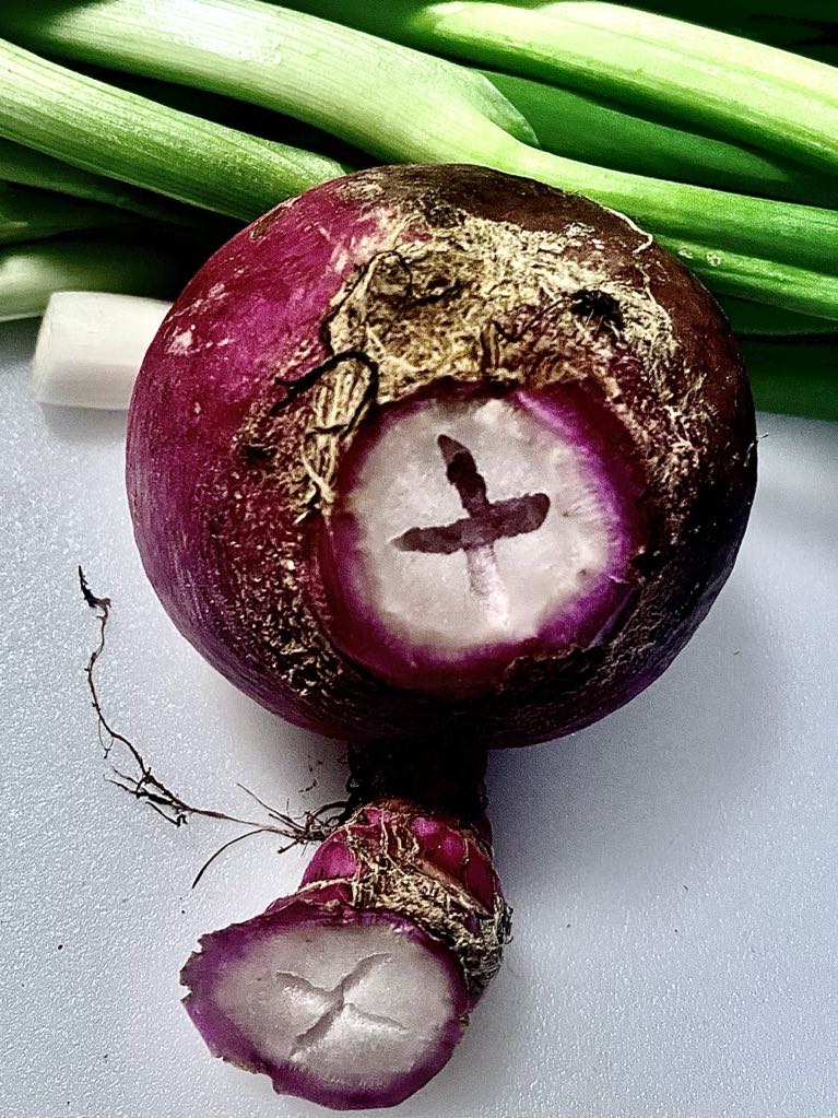 Purple onion cross-section.